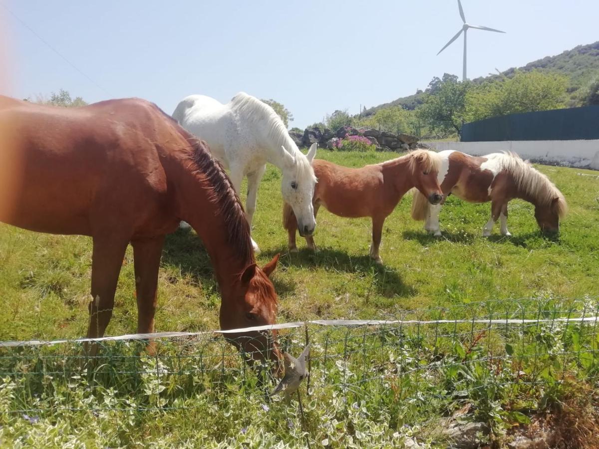 Casinha De Ferias No Campo - Quintinha Dos Cavalos - Arruda Dos Vinhos Sabugos Buitenkant foto